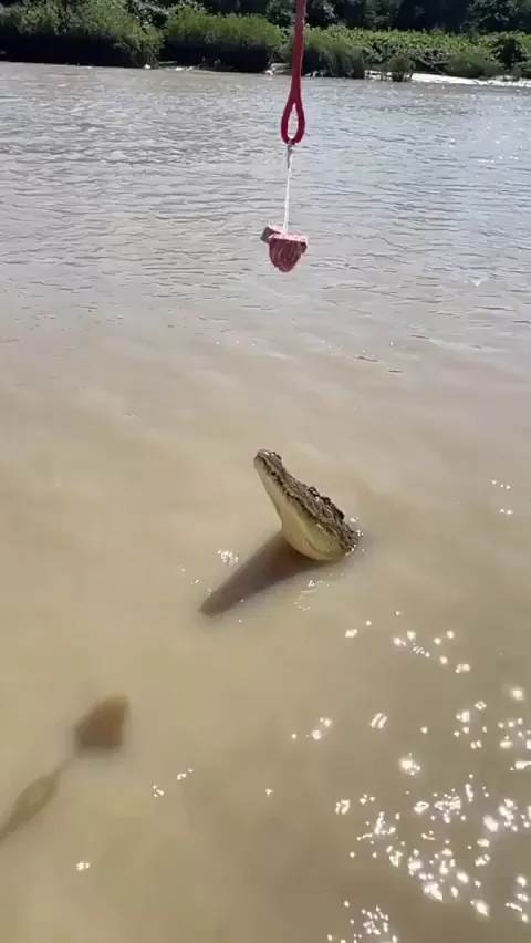 How high off the water is considered safe from a saltwater crocodile?