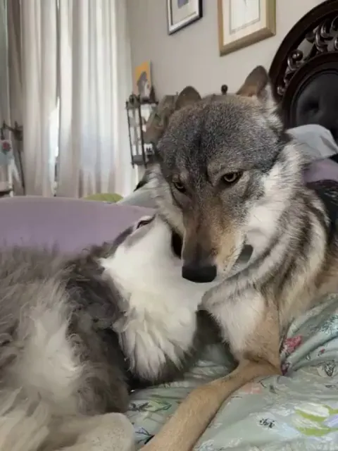 Fun fact!! that's how dogs and wolves show love by nibbling each other's faces!!