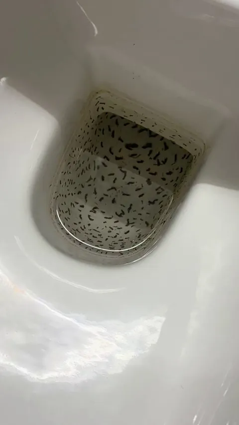 The wrigglers in my toilet bowl after leaving it for a week