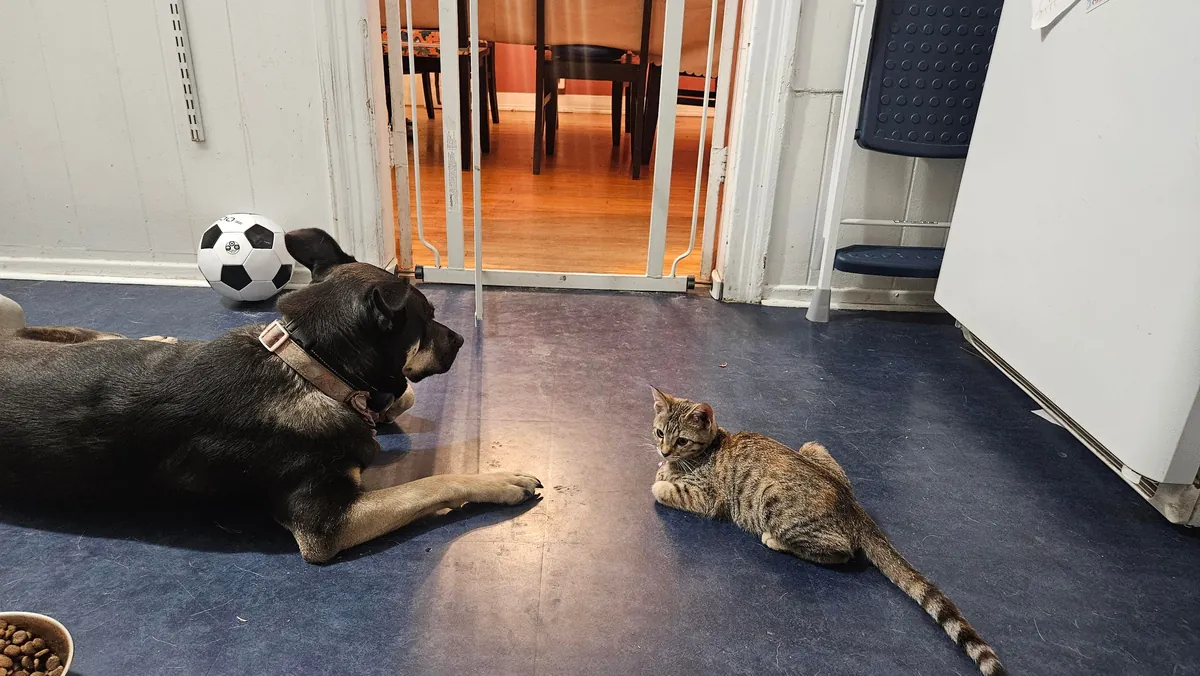 My sweet kitten crossed the rainbow bride today. Thought you all would appreciate some photos of our Mochi girl