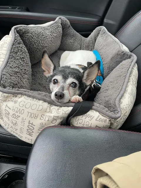 My happy 16-year-old Toy Fox Terrier. Blessed to be able to bring him to work with me everyday and enjoy every moment