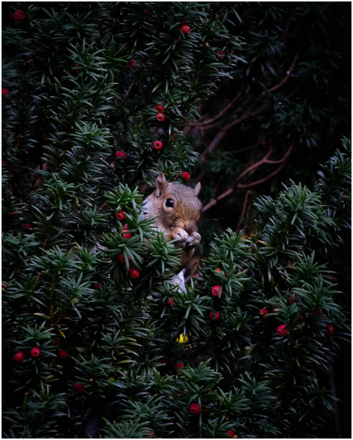 My first ever attempt at wildlife photography, any good? :)