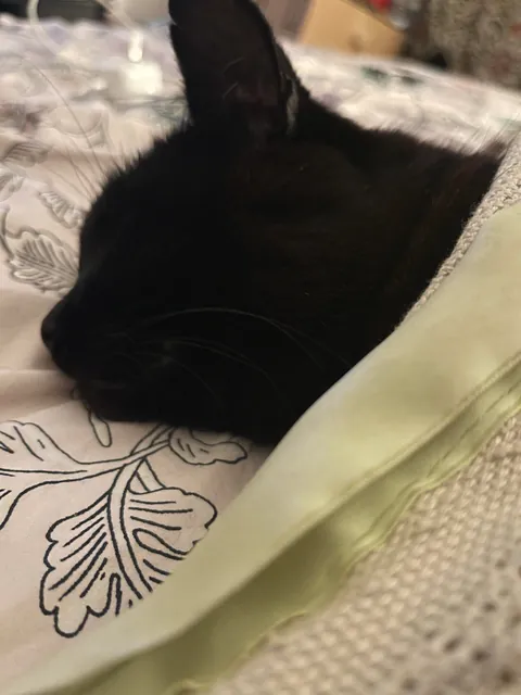 My Child Tucked In
