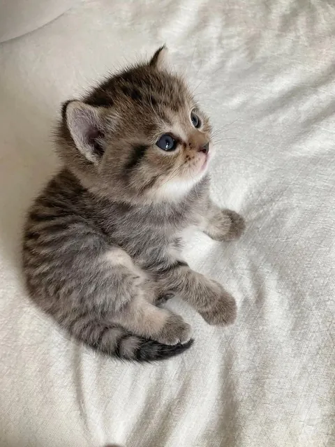 Wondering what's his food for today 😺