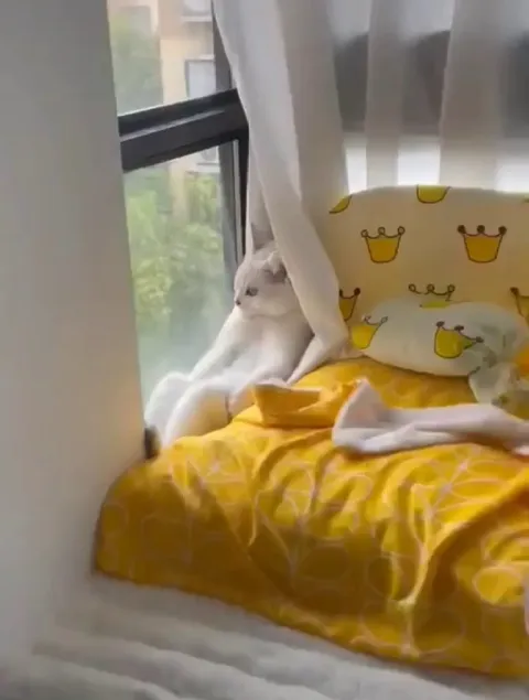 Being a cat is really hard..:-)