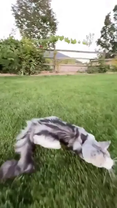 He's going for Speed!