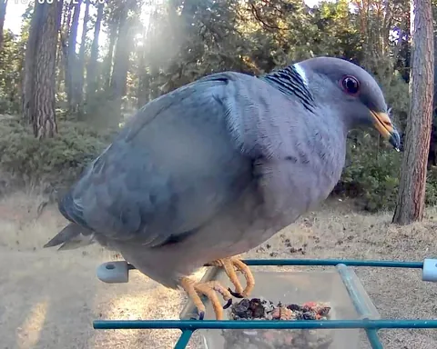 My camera bird feeder got knocked over last night. Surveillance footage has narrowed it down to six suspects...