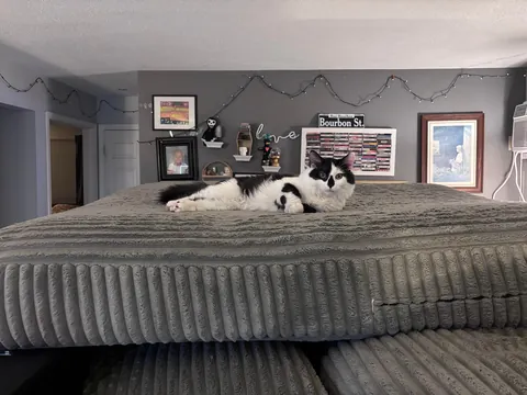 This is Dirtbag. We also call him Rudy. He just woke up after being neutered. He also just pissed all over himself. That’s my boy!!