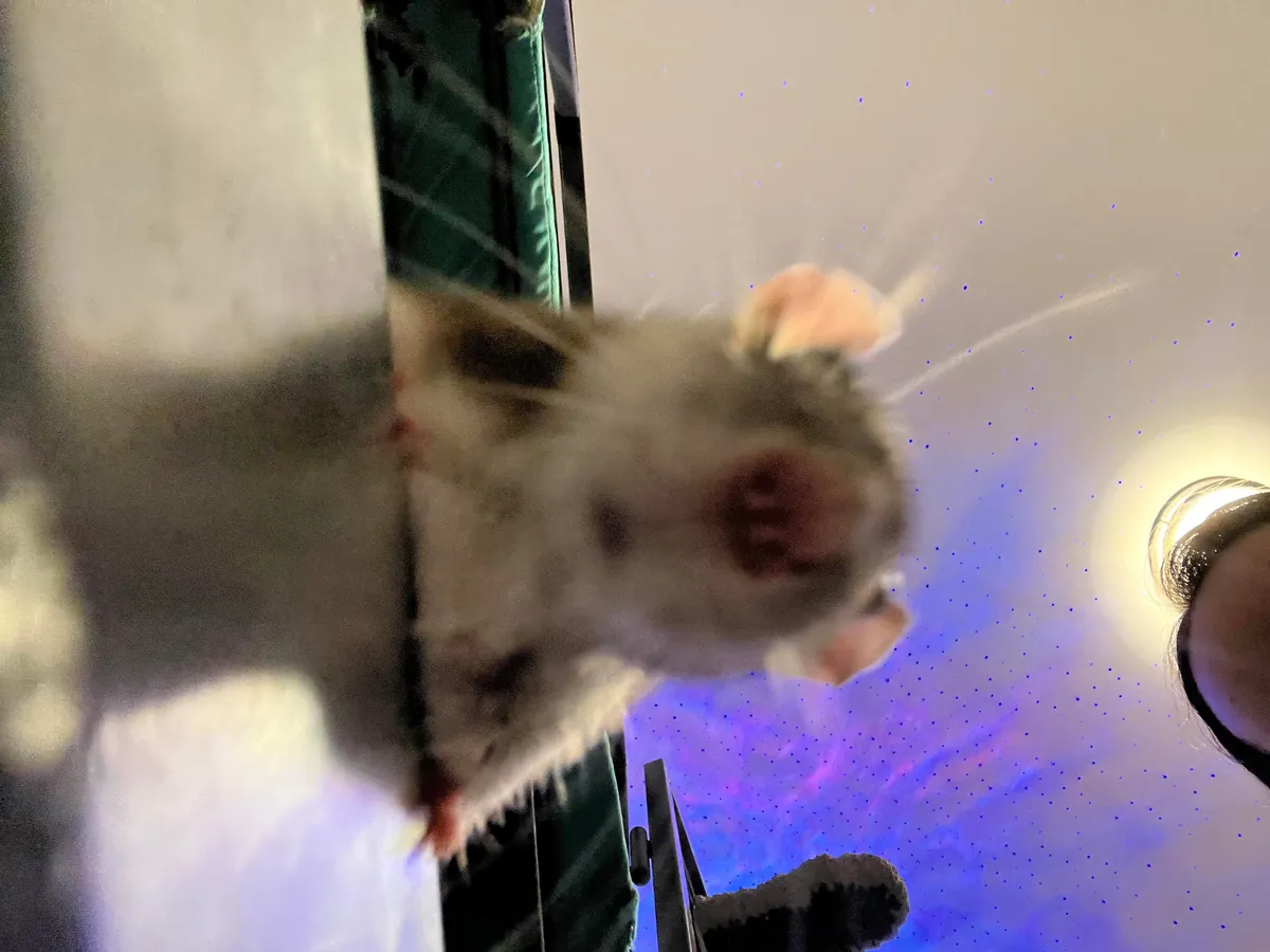 Guys are my rats ok?! They look a little funny…