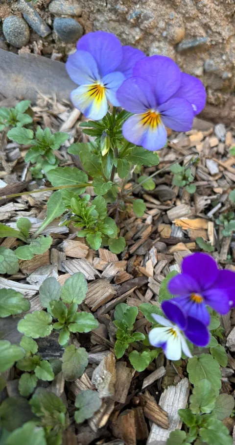 Anyone know what these are?