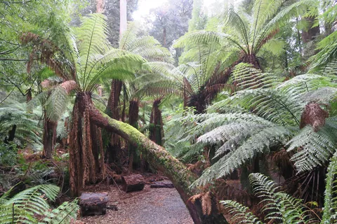 🔥Tasmanian Tree Ferns, Dicksonia antarctica. At Liffey Falls in the Tasmanian Central Highlands.