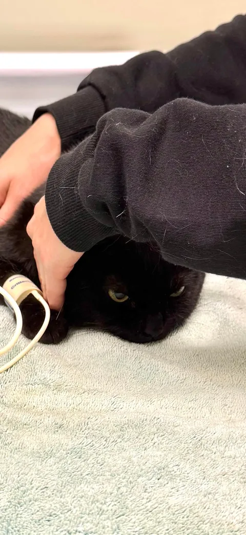 They forcibly took her blood pressure. Retribution against 9 generations vet staff incoming.
