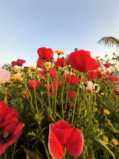 Flowers grown on my Terrace Garden. It was quite a nice year.