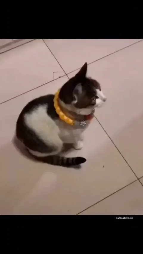 A cat was taken hostage by puppies.