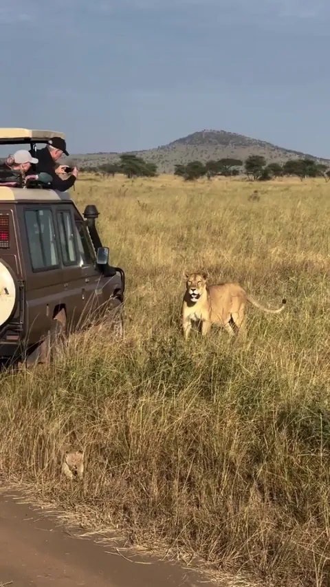 A lion cub showcasing its roar for a group of tourists