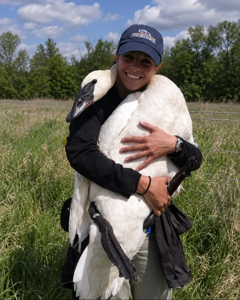 Incase you never knew, this is how swans give hugs