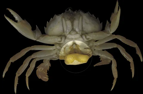 Crab infected with a parasitic barnacle that manipulates its host behavoir