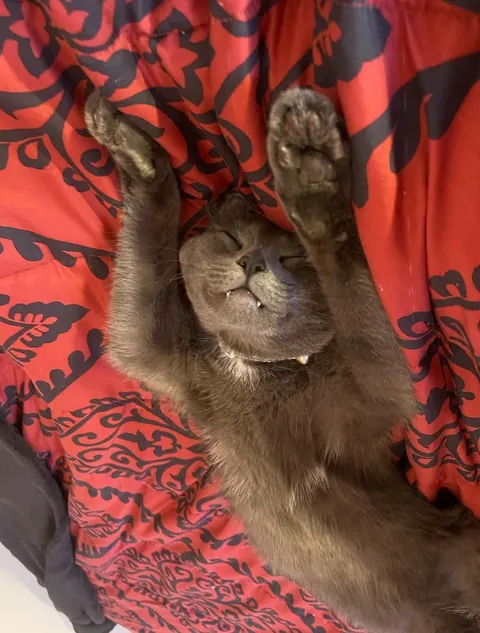 My family makes fun of him because of his ears so please tell him he’s the cutest patootie in the whole world 