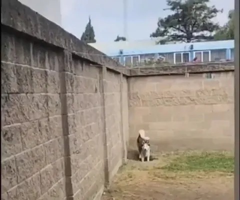 Two dogs digging a hole got busted by the owner.