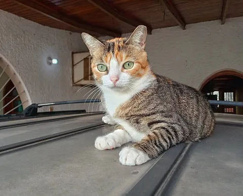 Photos of Pacha looking after the house