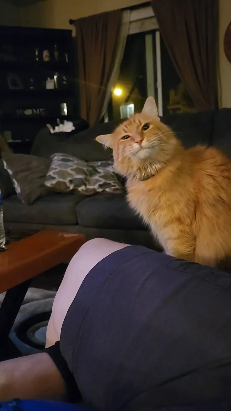 What is my cat doing exactly?