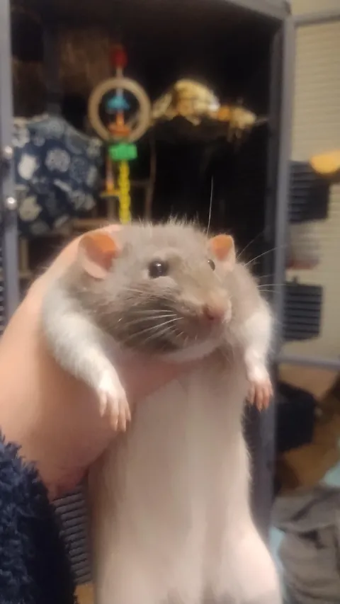 Freeloader (Shame him)