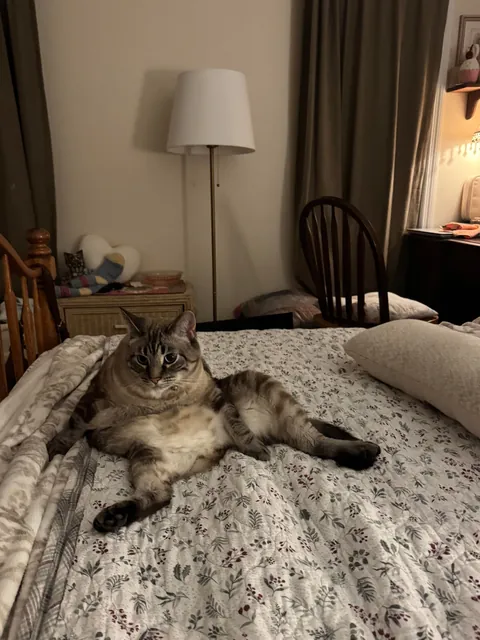 Manspreading all over my bed 🙄