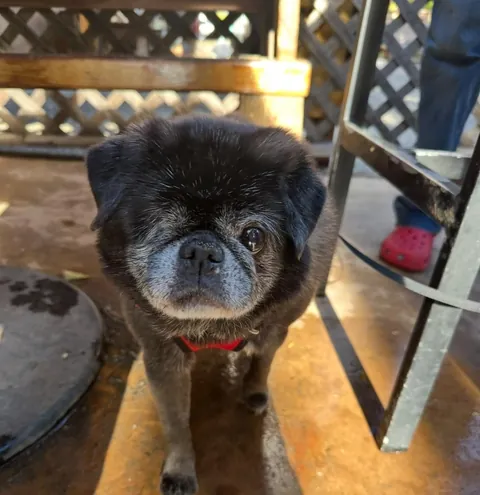 My One Eyed Pug Bruno 🥹🫶