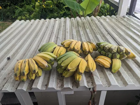 Our banana trees turned into a jungle (Before/After Photos)