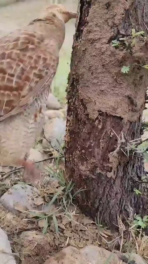 🔥 Momma francolin opens the pantry cupboard for the chicks