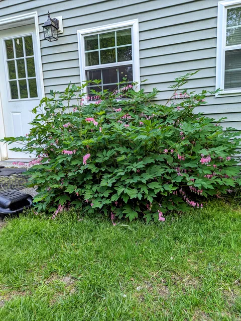 How big does bleeding heart get?
