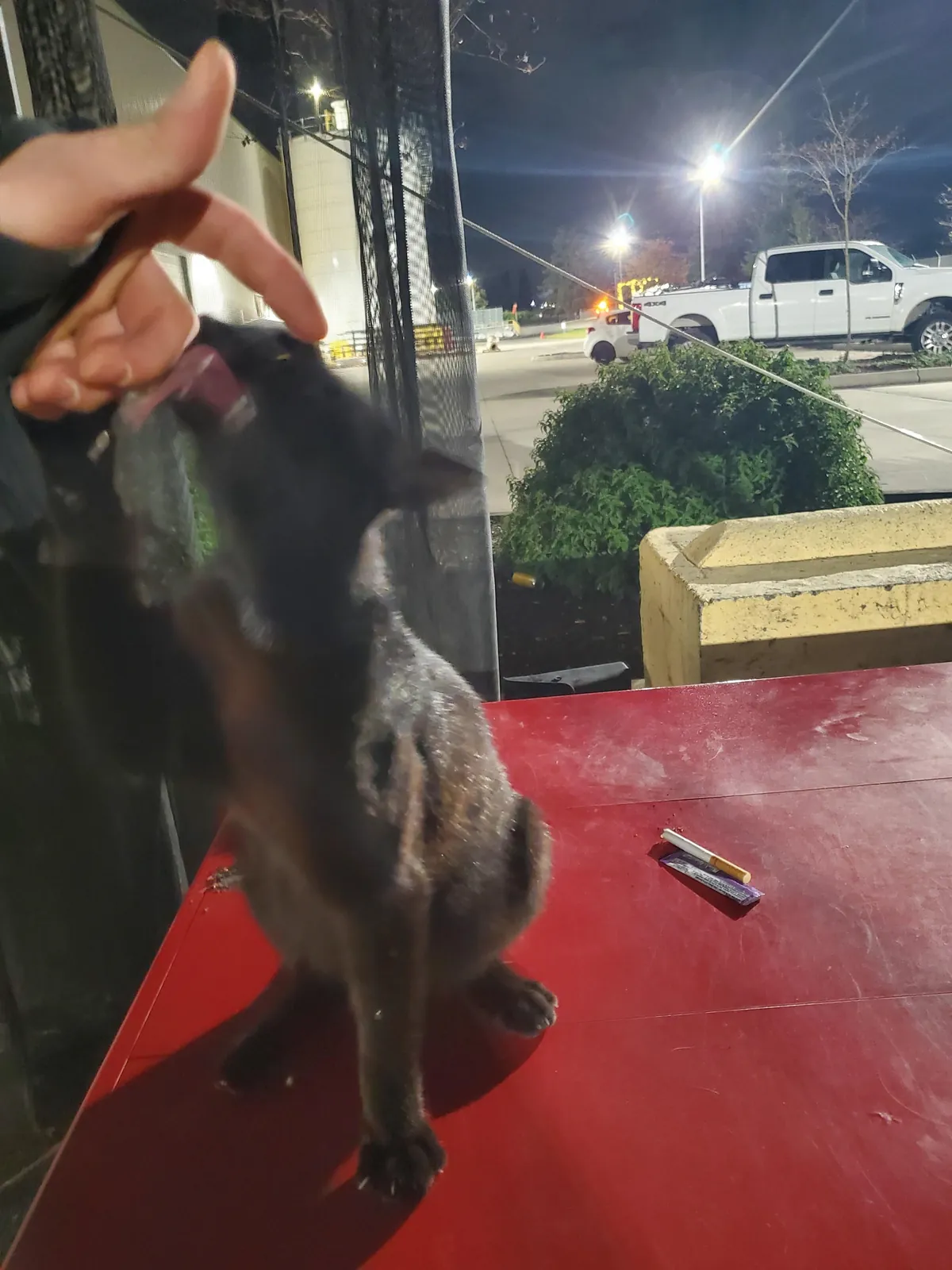 1 year with since I brought this girl home, pregnant with 5 kittens