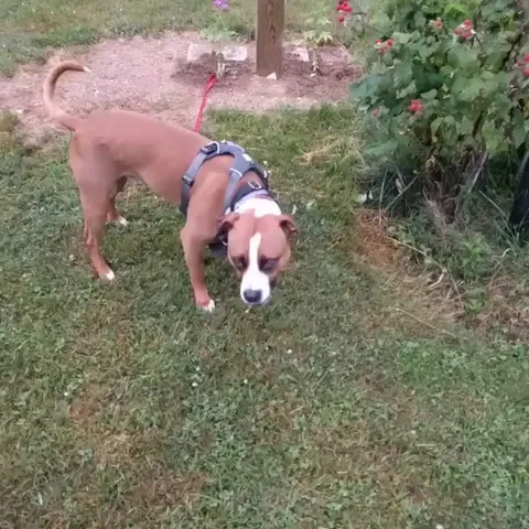 This is why I can't grow raspberries anymore. My dog Max will pick them all off.