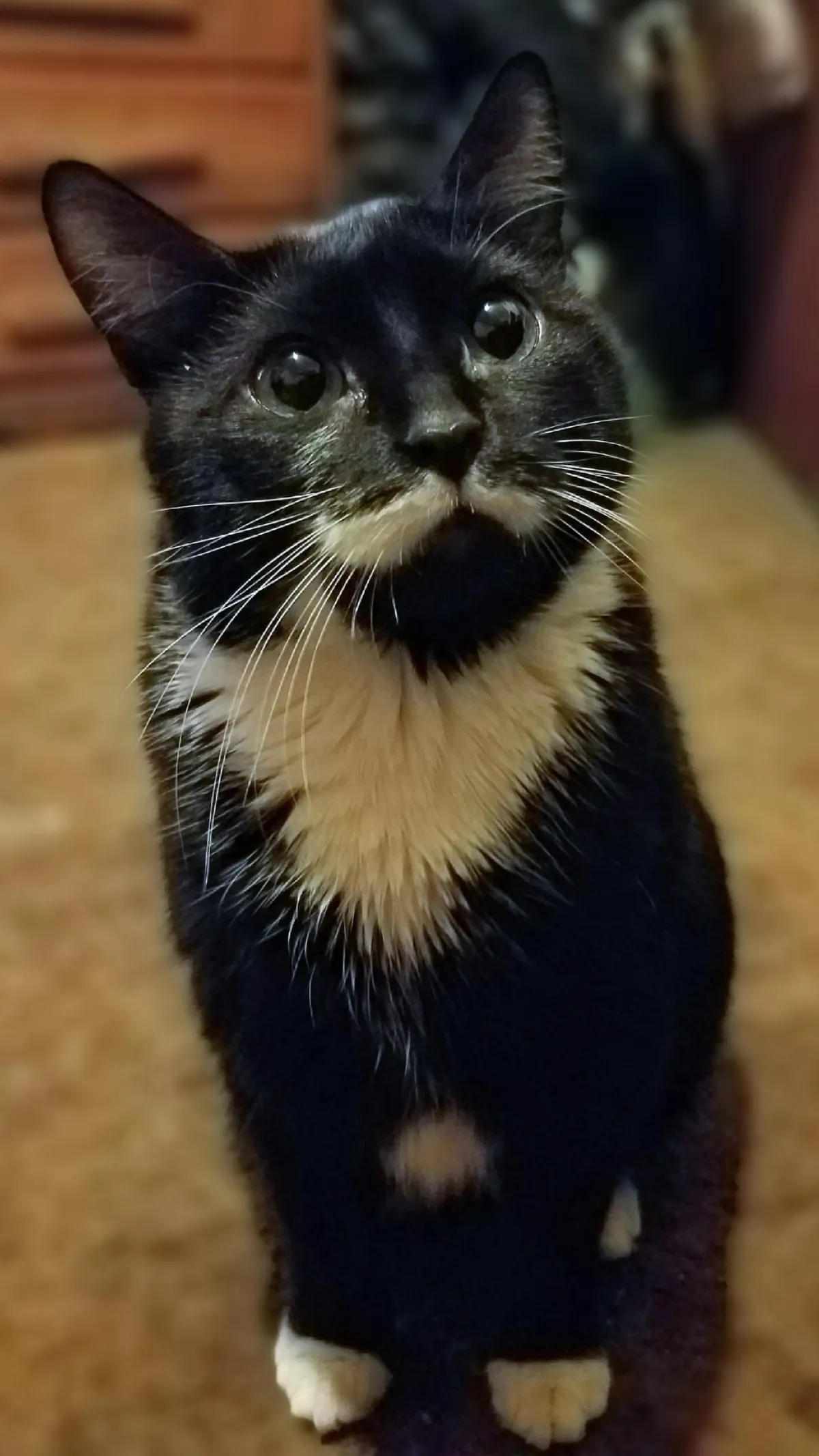 My kitty died this morning. She was 10 years old.