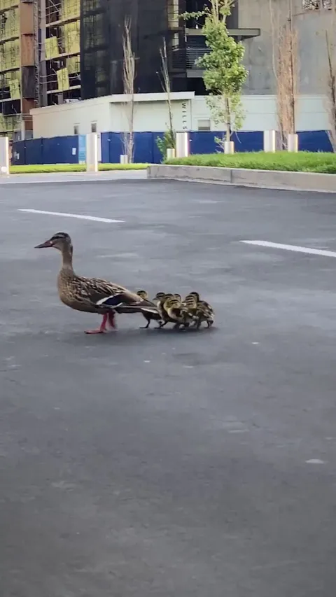 when life throws challenges, keep trying