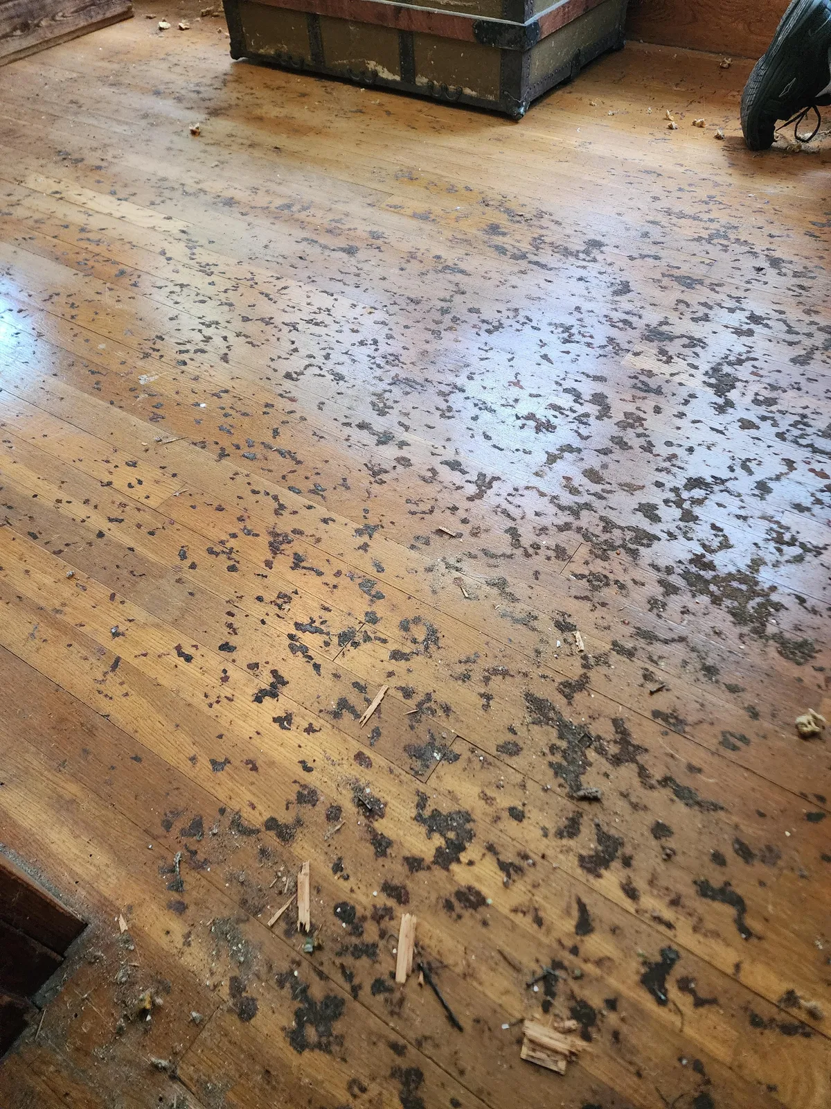 Removed Carpet, beautiful hardwood but how to remove carpet pad residue