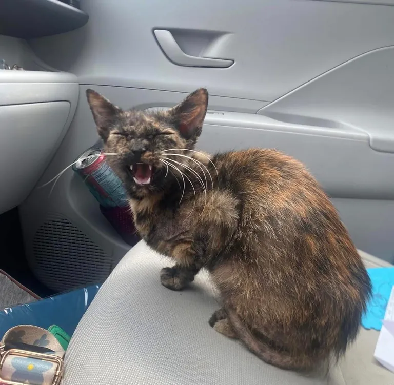 This cat we adopted today (CDS) - Meet Brenda