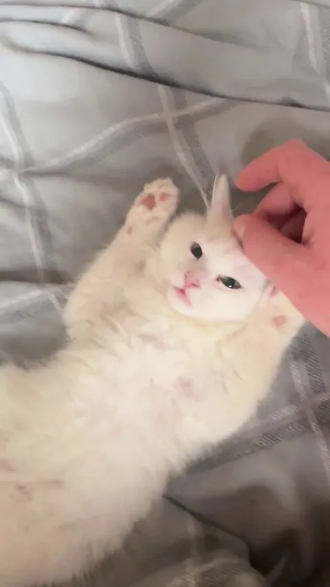 Baby Marshmallow &lt;3