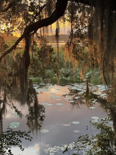 🔥Florida wetland scene