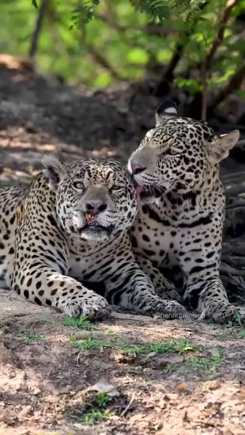 This warrior jaguar mom shares a tender moment with her one-year-old cub