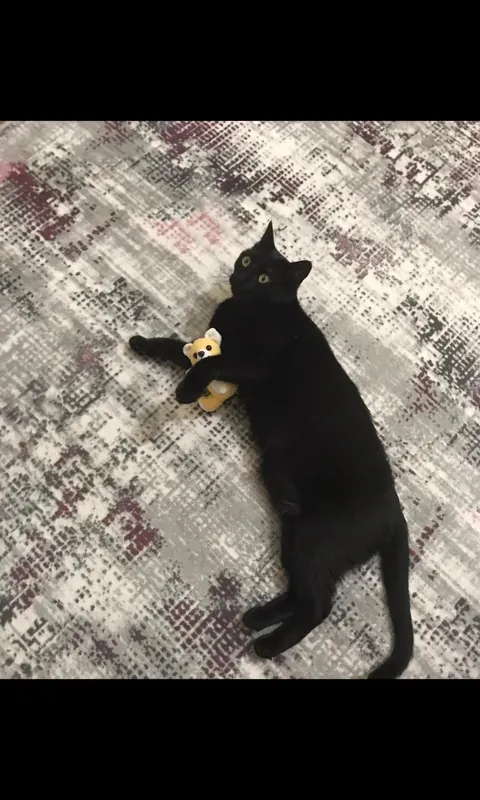 My black cat keeps getting whiter update