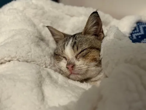 Found this girl shivering and unable to walk at a gas station 🥺