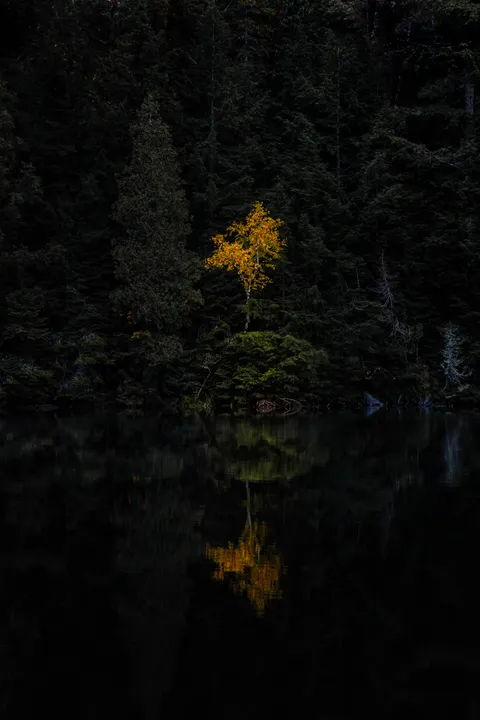 Birch Tree Reflection