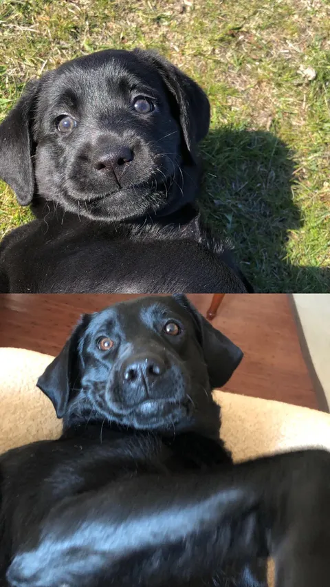 My pup, 2 years apart.