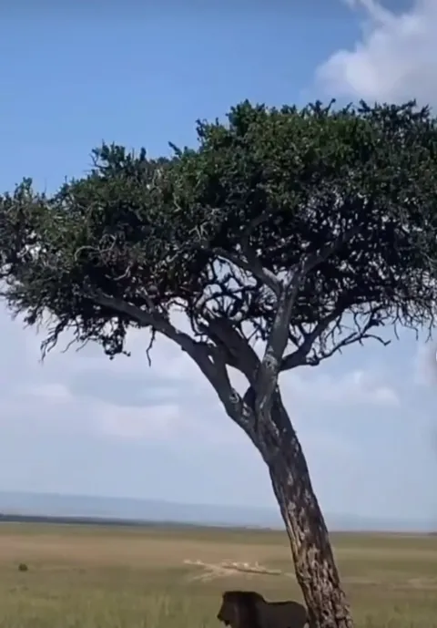 a leapord must’ve stashed its food in a tree and it conveniently fell right as the lion was getting ready to slumber