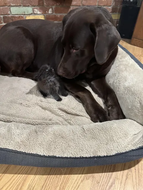 Update: The tiny fluffball I rescued won’t leave her giant best friend alone