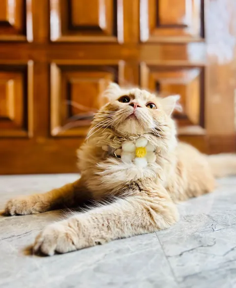 Got him a new collar. He immediately activated 'Distinguished Gentleman' mode🌼🎩