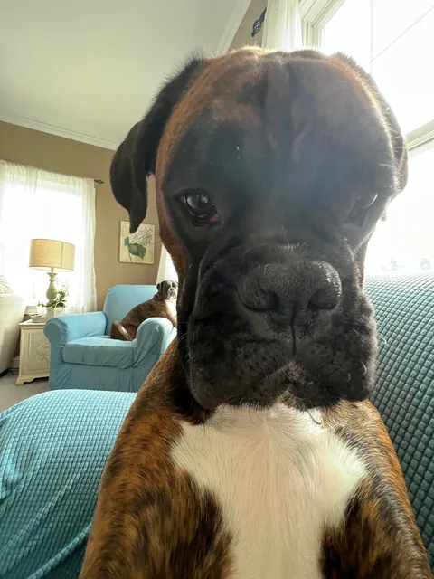 This is Bruno. Sometimes I wonder what planet he’s on.