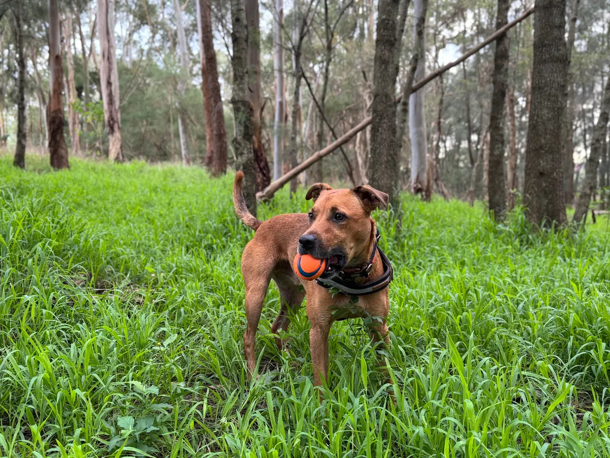This is my cuddle monster Hector. His chin is on my shoulder as I post this