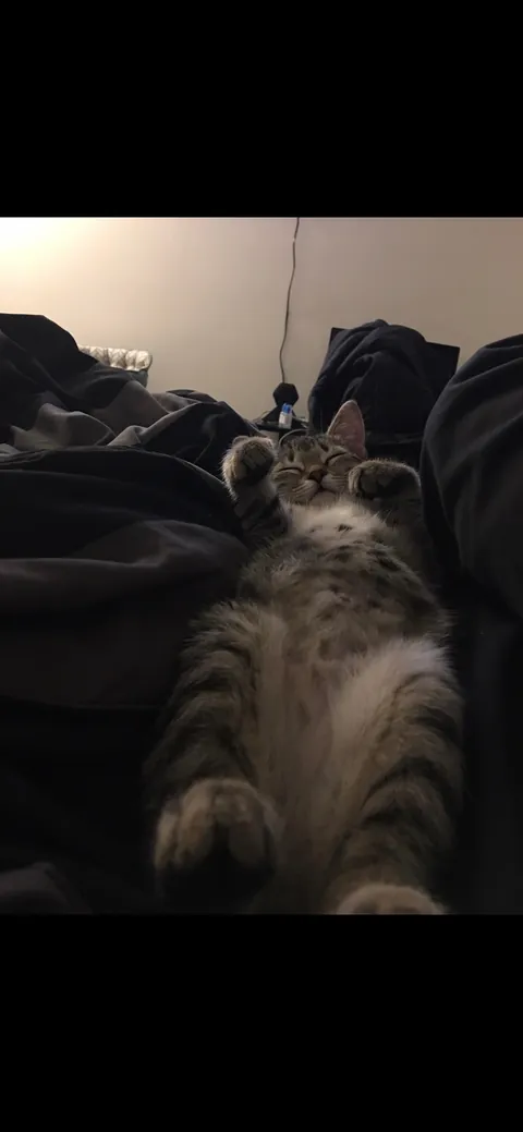 Lost my baby girl of 8 years yesterday